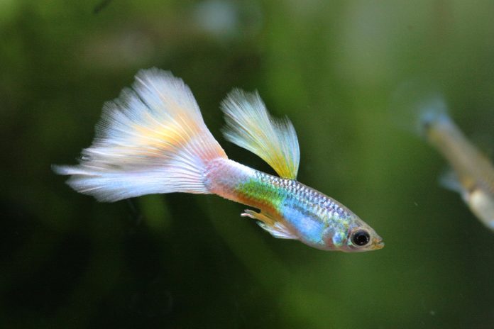 poinssons aquarium